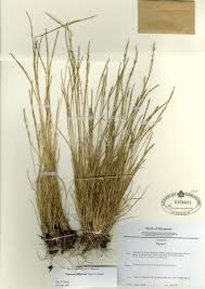 Image result for Tripogon