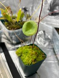 Image result for Utricularia sp.no.1