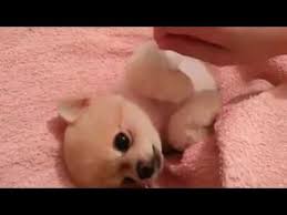cutest dog world richest dog rich dog pomeranian puppy dogs