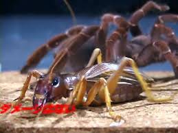 Animal Fights King Baboon Tarantula Vs Sia Ferox Video Dailymotion