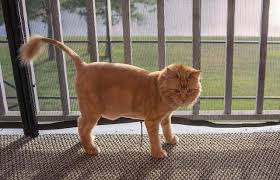 To find a cat groomer near you, ask for a referral from your veterinarian, cat owning friends, or check out an organization such as the professional cat. Maine Coon Lion Cut Facts Maine Coon Central