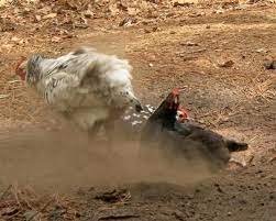 Flopping around, dust flying everywhere! Backyard Chickens Dust Baths Hgtv