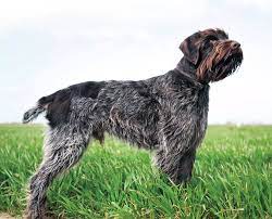 Learn all about this dog's physical description, breed standard, history, personality wirehaired pointing griffons should have eyebrows and a beard. The Wirehaired Pointing Griffon Controversy In North America