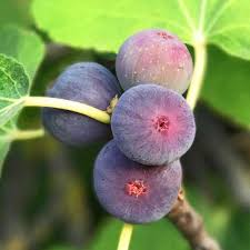Fruitiers Pour Petits Jardins Colonnaire Varietes Naines Fruitier Nain Terrasse Balcon Graines D Arbres Petit Jardin Arbre Fruitier