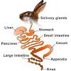 Camel physiology has two major adaptations compared to other mammals, which explains this ability. 1