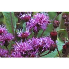 Image result for Vernonia holstii