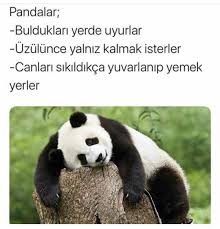 Tuana Ecrin Adli Kullanicinin Guzel Bilgiler Panosundaki Pin 2020 Pandalar Hayvanlar Ilham Veren Fotograflar