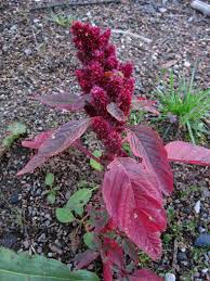 Image result for Amaranthus hybridus