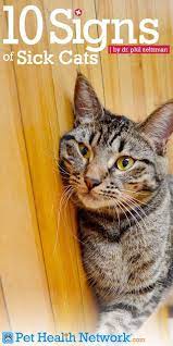 How To Tell If Your Cat S Secretly Sick Sick Cat Cats Cat Care