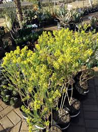 Image result for Euryops virgineus