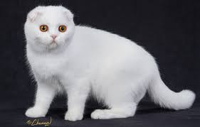 Use them in commercial designs under lifetime, perpetual & worldwide rights. Free Photo White Cat Animal Cat Feline Free Download Jooinn