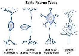 They are sensory neurons found in olfactory epithelium, the retina of the eye, and ganglia of the vestibulocochlear nerve. How Many Types Of Neurons Do We Need To Define