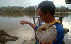 Kebanyakkan kita di malaysia ini pasti pernah melihat ikan buntal yang berada di bawah spesis tetraodontidae. 78 Gambar Ikan Fugu Kekinian Gambar Pixabay
