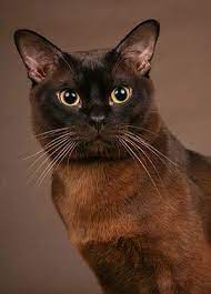 burmese cat how i loved jade she wasn t expected to live she had a hole in her chest the breeder gave her to me just a few burmese cat