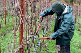 какой способ размножения используют при выращивании картофеля и лука Uhod Za Vinogradom V Avguste 4 Samye Vazhnye Procedury Vinograd Ogorod Vinogradnik