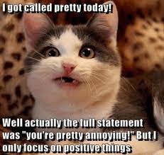 Despite these cats didn't grace the silver screen like monty and grumpy and just live their ordinary feline life, they still did you know that the memes featuring funny kittens exploded in january 2007? Hilarious Cat Memes To Make You Laugh Right Meow