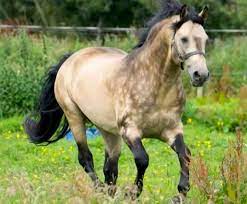 The region of western ireland known as connemara is rocky, barren mountainous terrain. Class 1 Dun Connemara Stallion Stallions Online