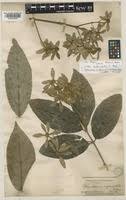 Image result for Vitex ferruginea