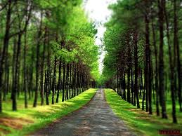 Green Way Resim Manzara Resimleri Photoshop