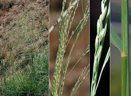 Image result for Millettia psilopetala