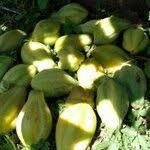 Image result for Vasconcellea pubescens