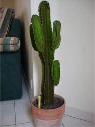 Les cactus et les succulentes sont sensibles aux maladies cryptogamiques. Entretien Cactus Mou