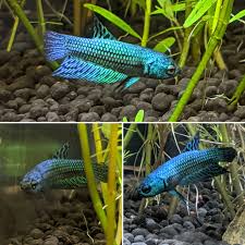 Gold ohm, gold over halfmoon betta ep.3 | ultra hd 4k gold ohm, gold over halfmoon betta. Meet Picard The Baby Alien Betta Bettafish