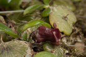 Image result for Stolzia kalkhof-roseae