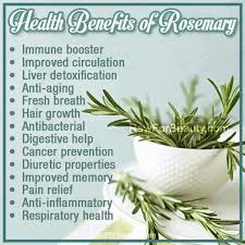 Rosemary Infused In Olive Oil Is Good For The Scalp And Promotes Thicker Hair Massage In Hair And Leave For 10 Health Benefits Herbs Coconut Health Benefits