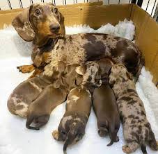 Southwest va (vaw) springfield, il (spi) terre haute, in (tha) the thumb, mi (thb). Dachshund Puppies For Sale Virginia Beach Va 355607