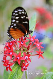 Mariposa Beautiful Scenery Nature Beautiful Butterflies Float Like A Butterfly