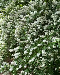Image result for Deutzia scabra