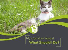 Cats do have a bad habit of getting to a certain age and deciding they now want to go exploring their new fast forward to the saturday when i inadvertently ran into her mother at the store. My Cat Ran Away What Should I Do