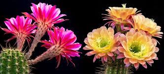 Green, black, yellow, white, blue, brown, gray, multicolor, pink, red. Blooming Cacti Everything You Need To Know Unusualseeds