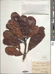 Image result for Orthopichonia cirrhosa