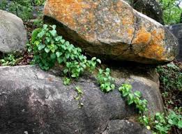 Image result for Polysphaeria lanceolata