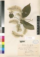 Image result for Sericostachys