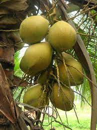 Kelapa matag terdiri dari 3 jenis.cn13.14.15,.hijau kuning dan gold.f2 buah dari pokok kelapa matag.cirinya masih. Kelapa Matag Myagri Com Mymyagri Com My