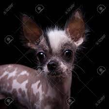 Black chinese crested chihuahua mix. Peruvian Hairless And Chihuahua Mix Dog On Black Stock Photo Picture And Royalty Free Image Image 116892778