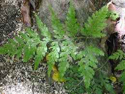 Image result for Anemiaceae