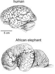 Image That Compares The Brain Of A Human To One Of An Elephant Elephant Brain Brain Size Animal Intelligence