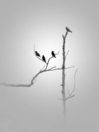 Beautiful Black And White Art Photography Black And White Photography Black Birds Minimalist Etsy White Photography White Art Black And White Photography