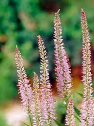 Prairie planting, flower arranging, beds and borders, cottage/informal, wildflower. Veronicastrum Virginicum Lavendelturm Kandelaber Ehrenpreis Gunstig Kaufen