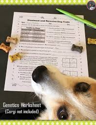 Your Students Will Love This Genetics Worksheet All About Dogs Teaching Biology Genetics Genetics Activities