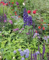 Image result for Chlorophytum stenopetalum