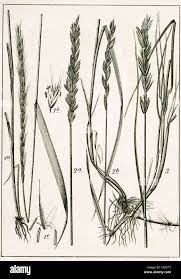 Image result for Anthericopsis sepalosa