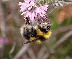 Image result for Bombus jonellus