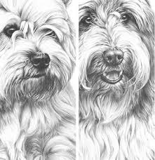 Drawing From Line To Life Drawing Fur Realistic Drawings Drawing Techniques Animal Drawings