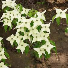 Dogwood trees maygrow naturally on your homestead, but if they don't, we tell you how to plant and take care of them. Plant Pick Cornus Kousa Pumpkin Brook Organic Gardening
