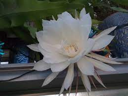 Christ in a manger flower. Epiphyllum Oxypetalum Or Jesus In The Manger Secrets Of A Seed Scatterer